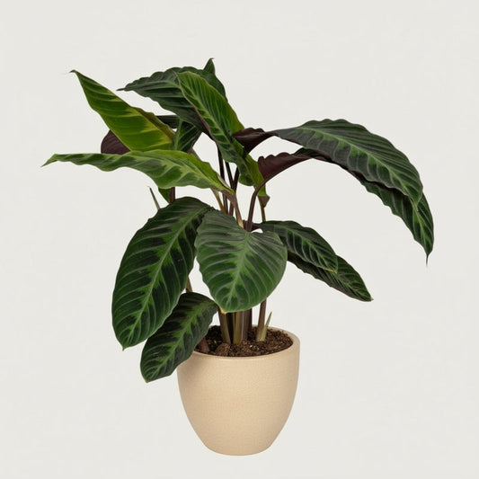 Lufterfrischende Calathea Pflanze für ein besseres Schlafumfeld Ø 19 cm, Höhe ca. 70 cm