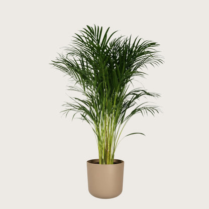 Dypsis Lutescens - luftreinigende Areca-Palme für ein entspanntes Schlafzimmer Ø 24 cm, Höhe 120 cm