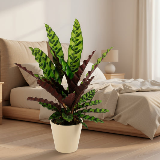Lufterfrischende Calathea Pflanze für ein ruhiges Schlafambiente Ø 14 cm, Höhe ca. 45 cm