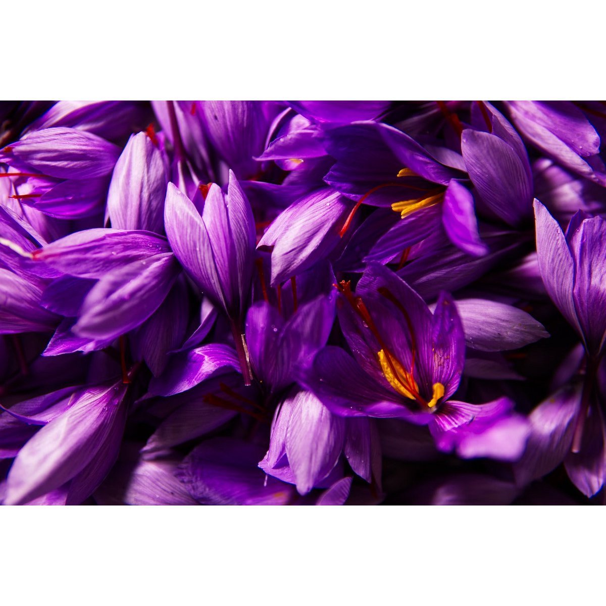 Ayurvedisches Face Elixir - Regenerierendes Gesichtsöl mit Safran, Lotus und Sandelholz