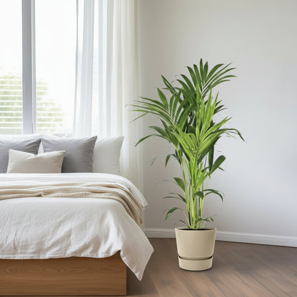 Luftreinigende Kentia-Palme, Ø 21 cm, Höhe ca. 130 cm