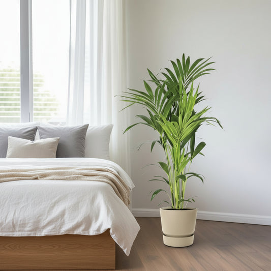 Luftreinigende Kentia-Palme, Ø 21 cm, Höhe ca. 130 cm