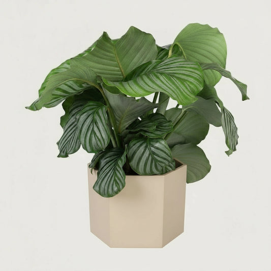 Calathea Orbifolia - luftreinigende Tropenpflanze mit eleganten, silbergrünen Blättern, Ø 21 cm, Höhe 70 cm